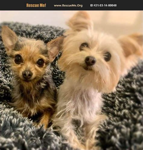 yorkie rescue of america los angeles|yorkie puppies for adoption.